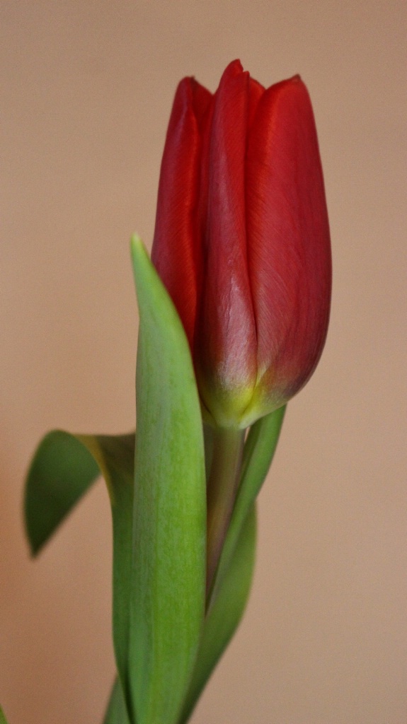 Single Red Tulip - ID: 15681320 © Theresa Marie Jones