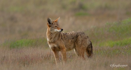 Coyote on alert