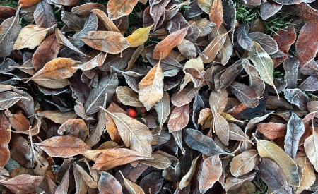 Crunchy leaves