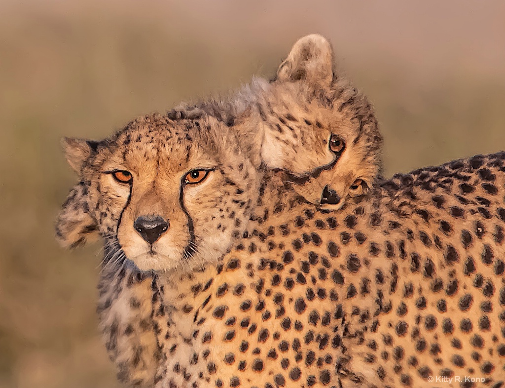 Mom and Babe Cheetah - ID: 15682412 © Kitty R. Kono
