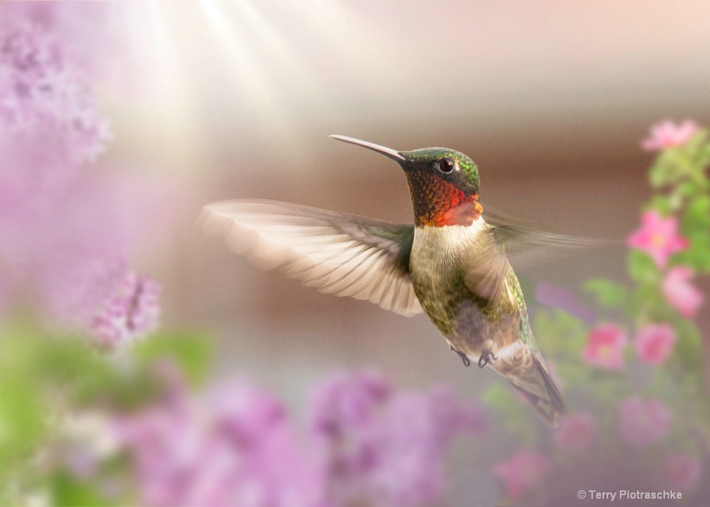 Flight Of A Hummingbird - ID: 15683405 © Terry Piotraschke