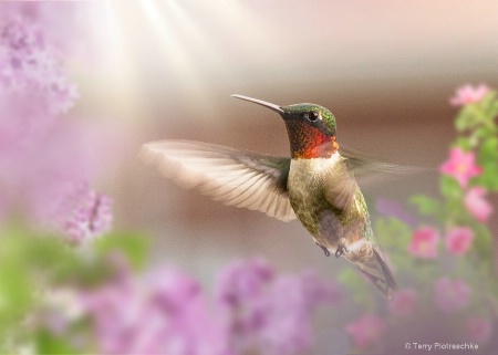 Flight Of A Hummingbird