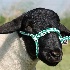 © Tracy Bazemore PhotoID# 15683835: black face sheep