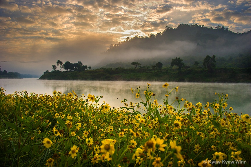 Flowers and Nature