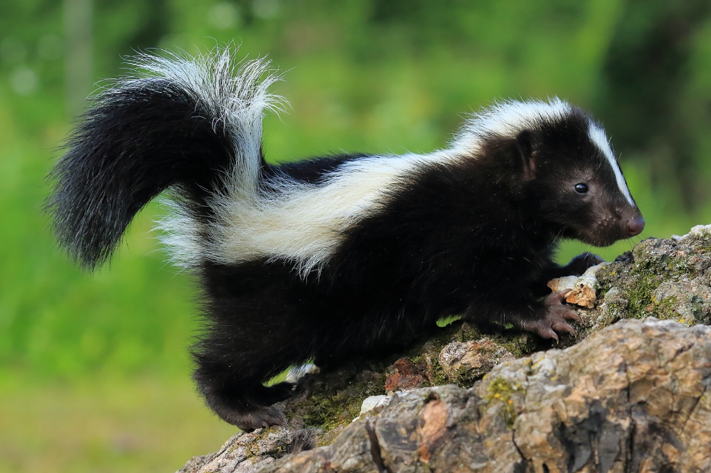 Baby Skunk