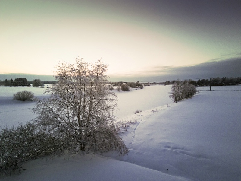 Bare Tree By The Icy River