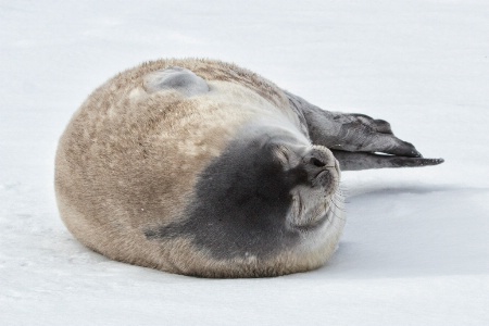 Young Weddell seal  