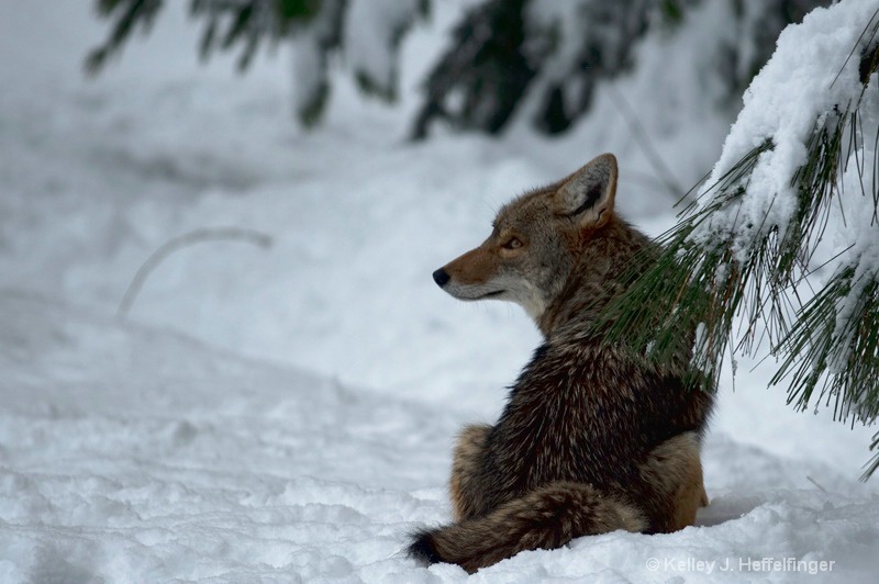 Coyote waiting for breakfast - ID: 15684750 © Kelley J. Heffelfinger