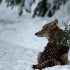 © Kelley J. Heffelfinger PhotoID # 15684750: Coyote waiting for breakfast