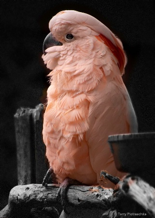 Cockatoo