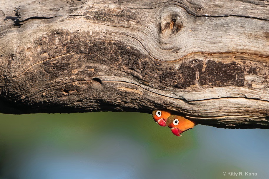 Lovebirds  - ID: 15684957 © Kitty R. Kono