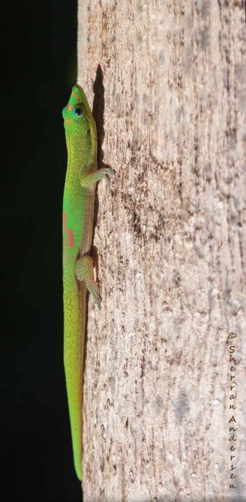 Suntanning For Geckos