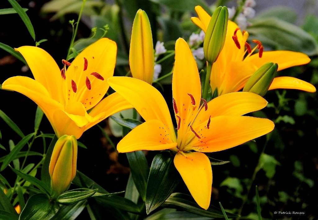 Bunch of Lilies