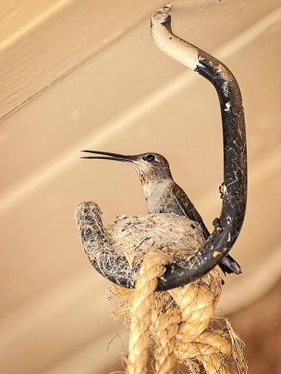 Black-chinned Hummingbird on a nest