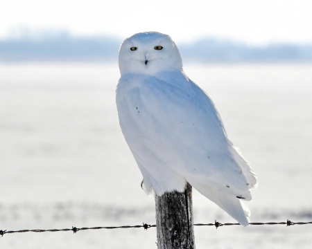 The Back-Lit Snowy Owl