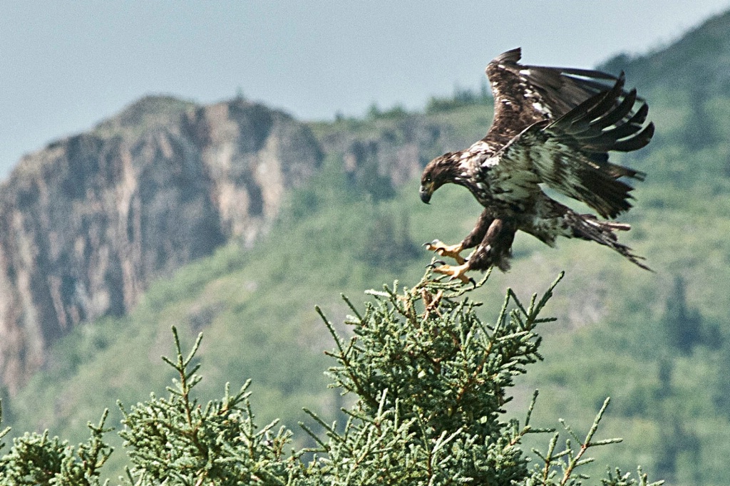 Immature Bald Eagle Landing in Alaska - ID: 15686287 © William S. Briggs