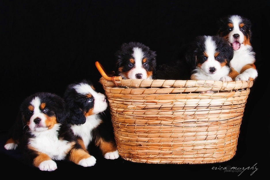 Basket of Cuteness