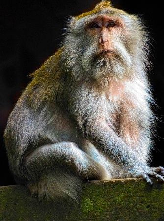 Macaque Portrait