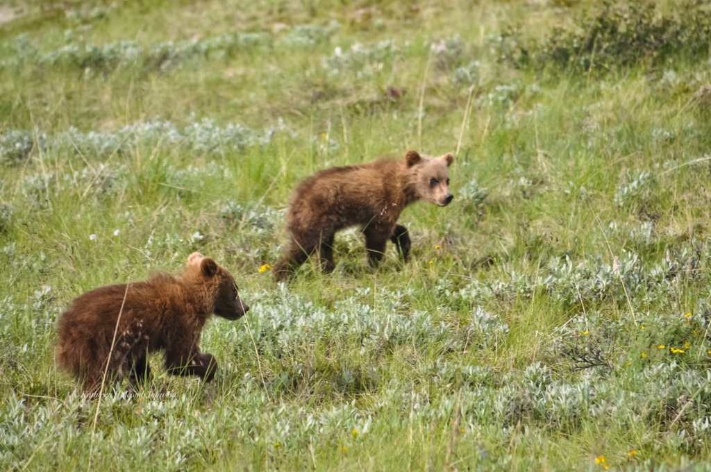 Baby Grizzlies Playing! - ID: 15687655 © Kathleen Holcomb Johnson