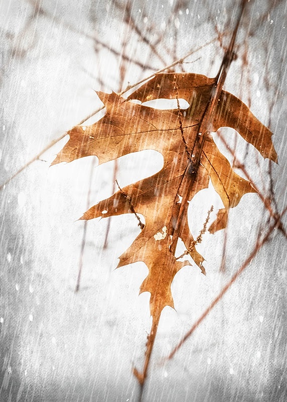 Leaf in Snow