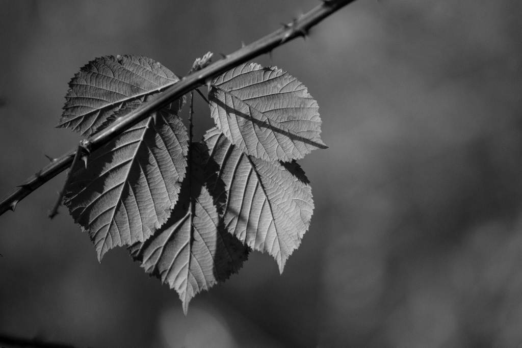 Prickly Shadows