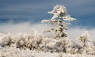 Hoarfrost Morning...