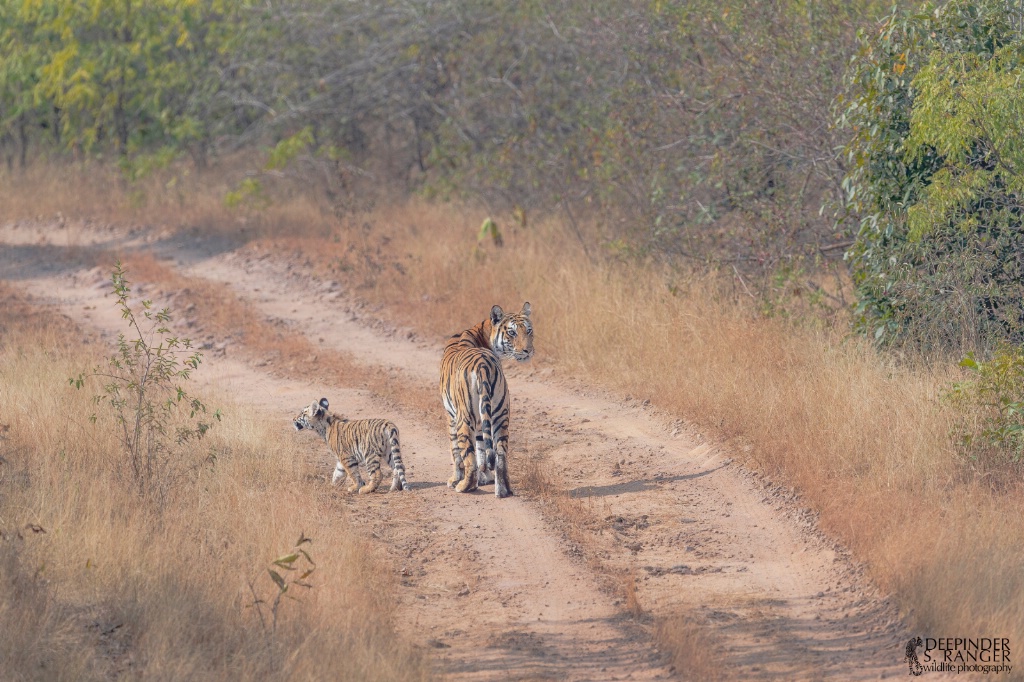 Spotty and her son (perhaps the only surviving )