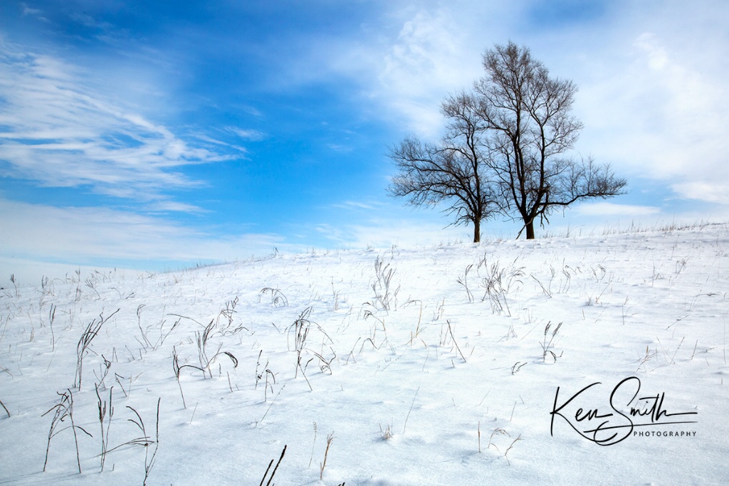 The Tree on a Hill 