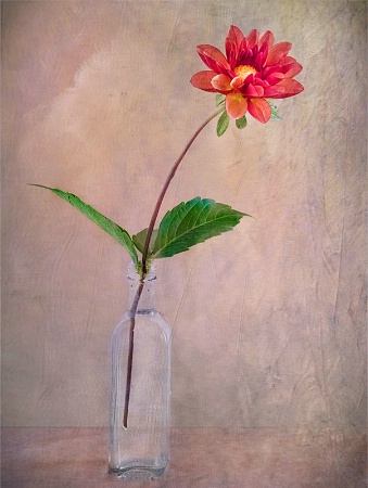 Red Dahlia in Vase