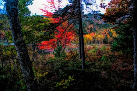 Autumn In Acadia