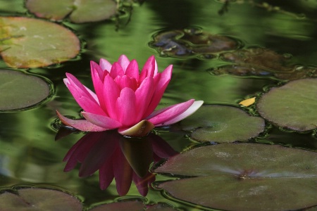 Rose water lily on green waters