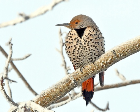 Northern Flicker 