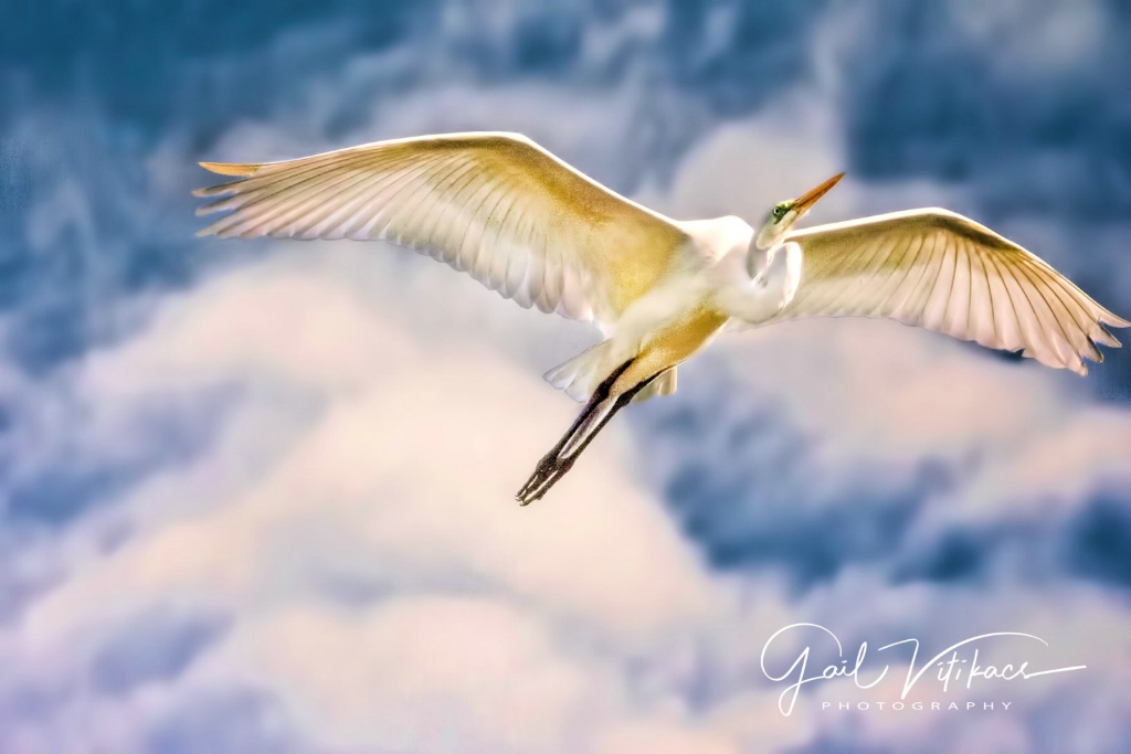 Egret in flight