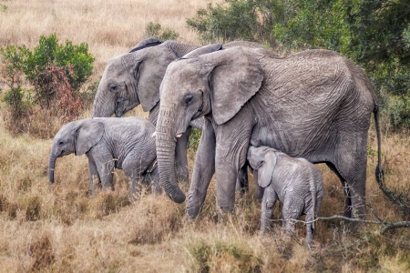 Elephant Family  5702