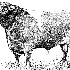 © Tracy Bazemore PhotoID# 15692752: market-steer-clipart-17.gif