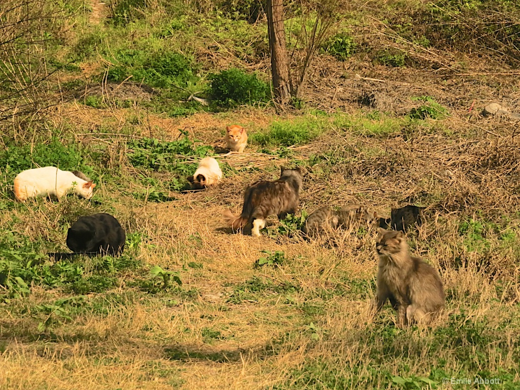 Feeding the Colony