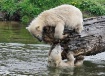 Polar Bear Cubs P...