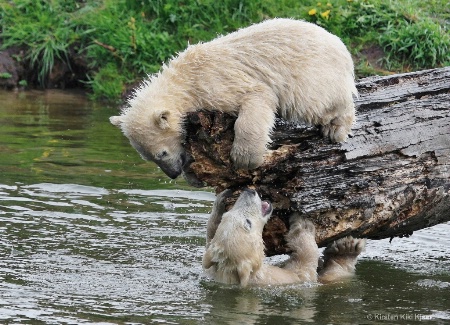 Polar Bear Cubs Playing