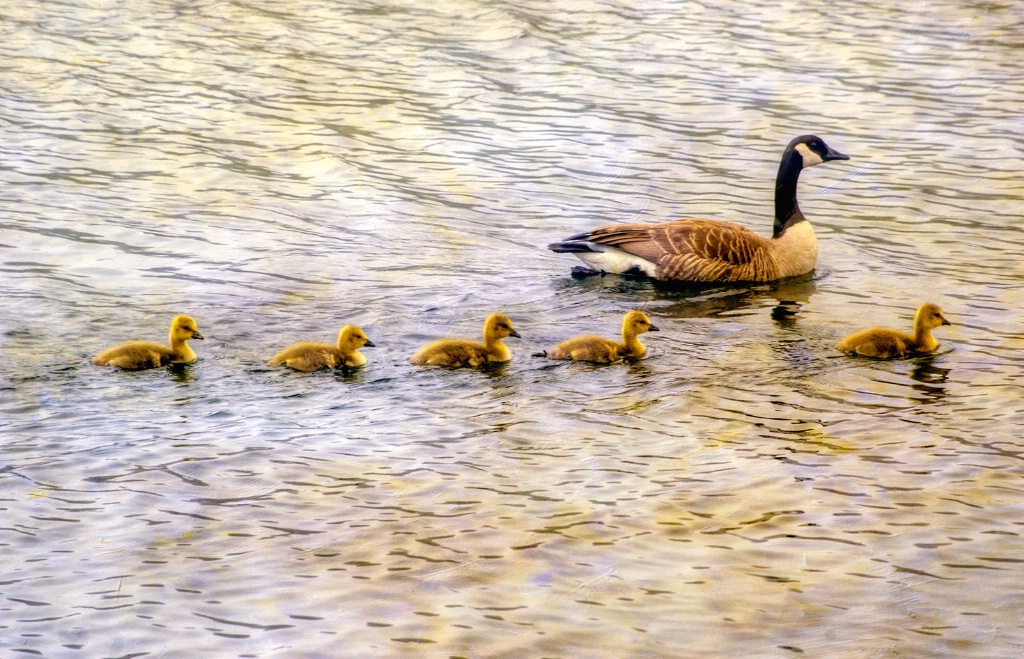 Swimming Lesson