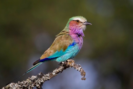 Lilac-breasted Roller  6499