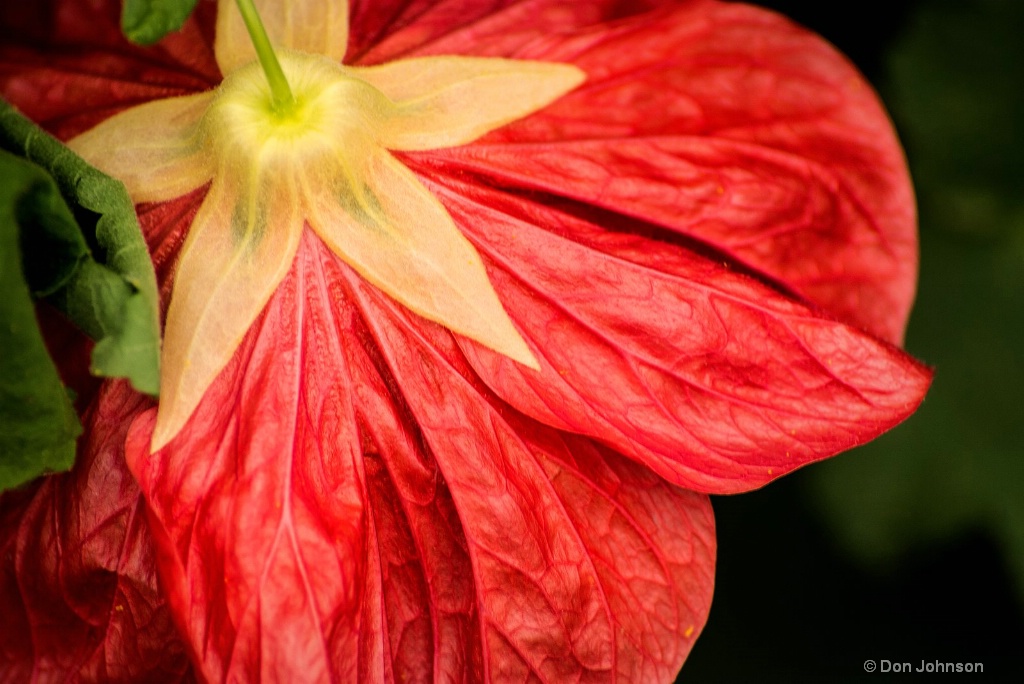 Back of Red Flower 3-0 F LR 2-24-19 J189