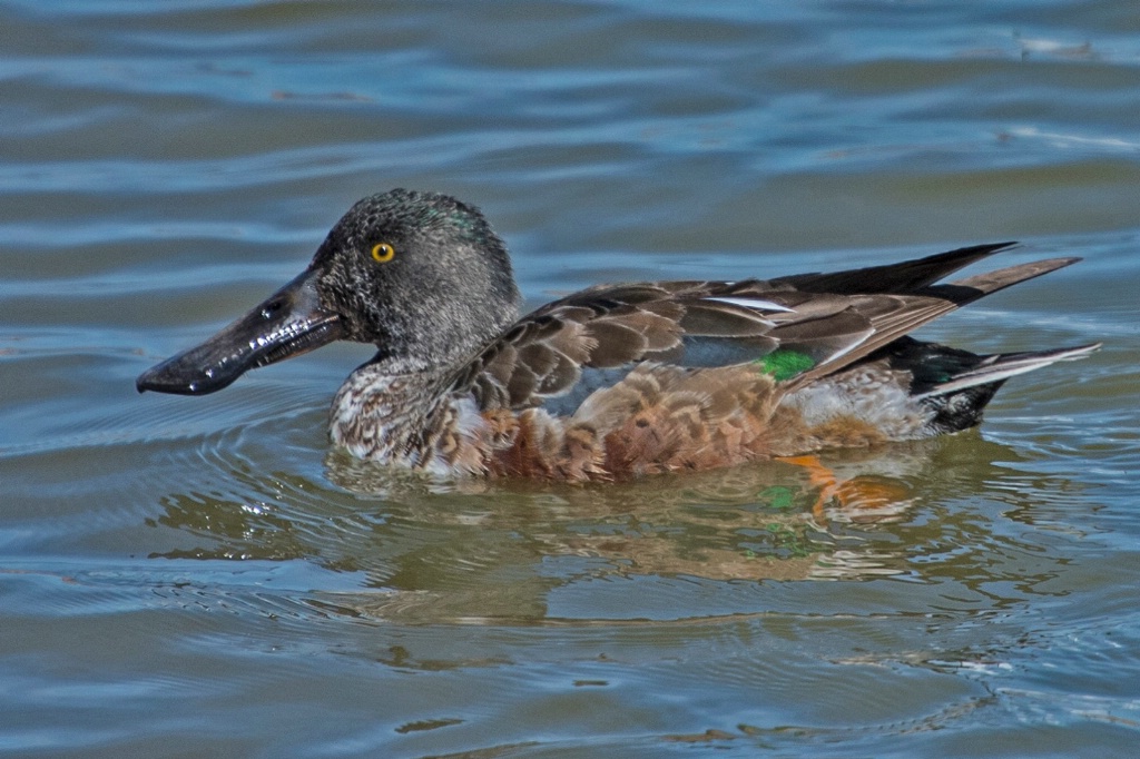 Northern Shoveler Duck - ID: 15694645 © William S. Briggs