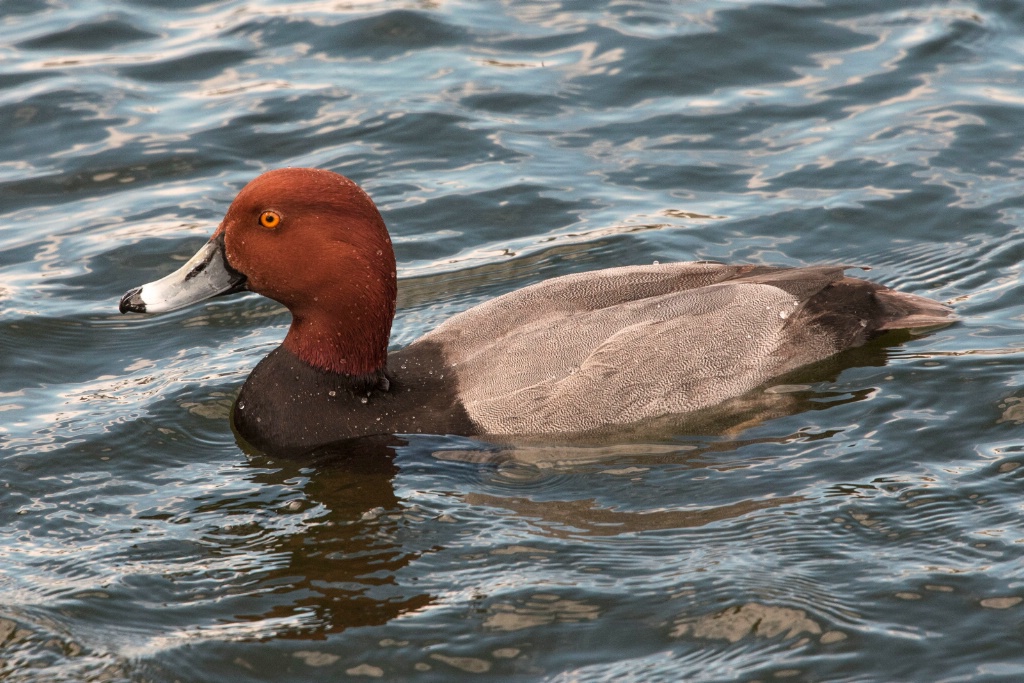 Red Head Duck - ID: 15694649 © William S. Briggs