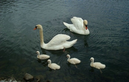 THE SWAN FAMILY