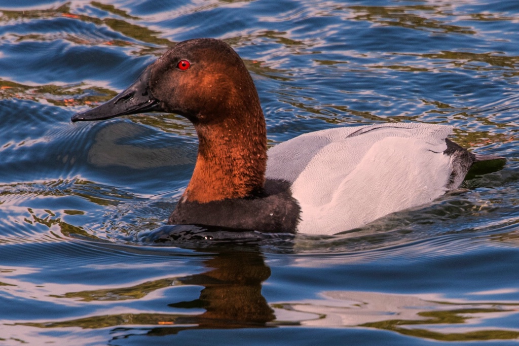 Canvasback Duck - ID: 15694687 © William S. Briggs