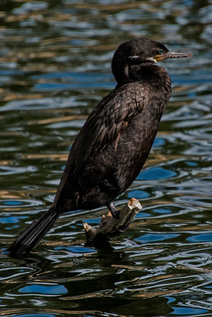 Neotropic Cormorant - ID: 15694689 © William S. Briggs