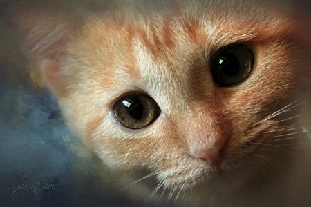 Ginger Kitten