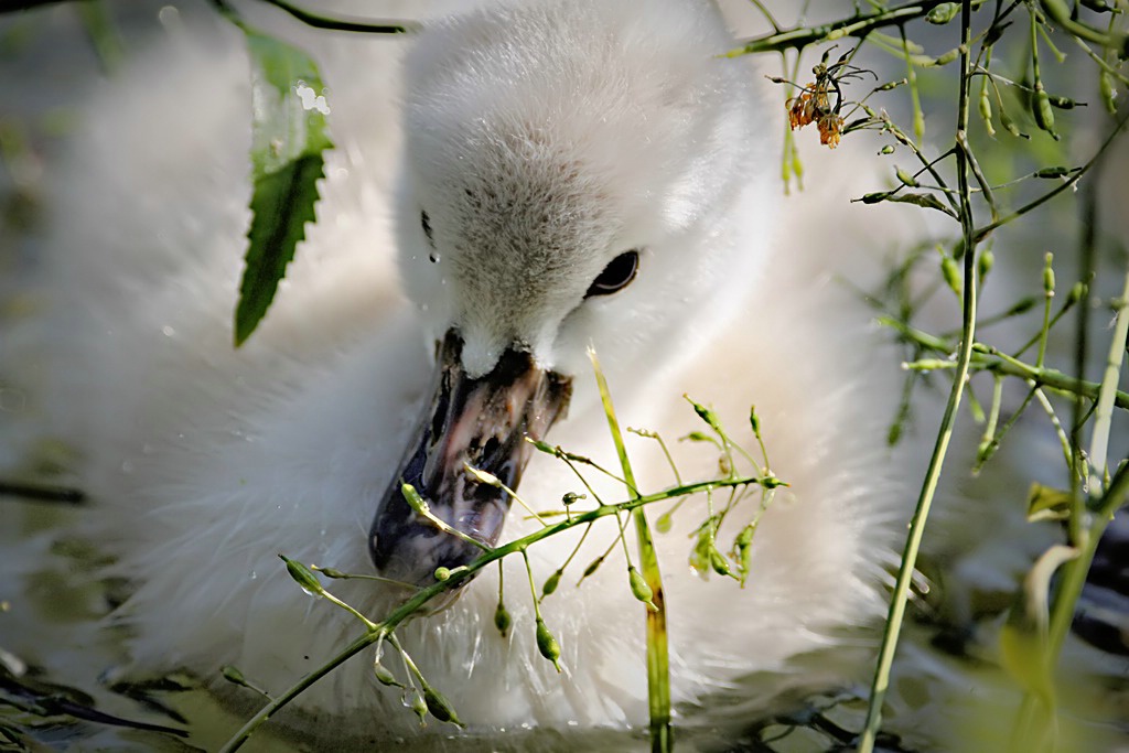 Baby Swan