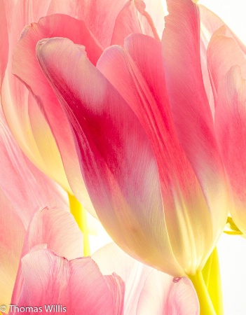 Tulips on a Light Box