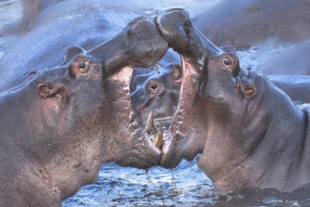 Three Eyes in the Serengeti - ID: 15694903 © Kitty R. Kono